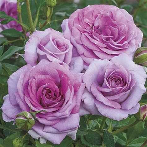 Roses - Violet's Pride™