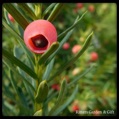 A beautiful Yew berry. | Garden gifts, Nursery, Garden