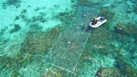 Great Barrier Reef restoration jump started with Larval Restoration Project | Cairns Post