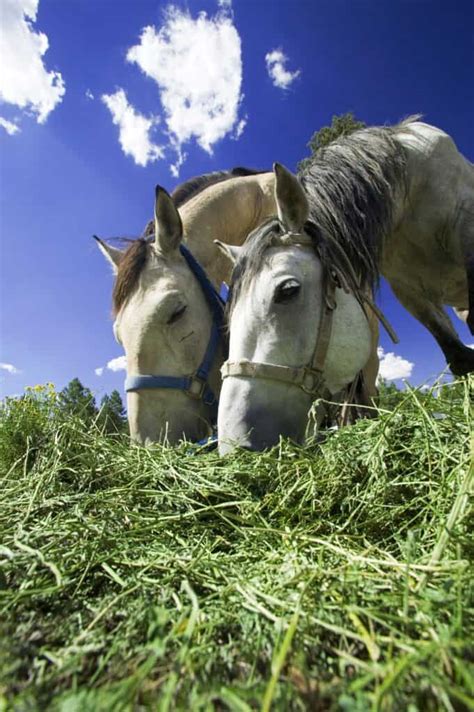 4 Popular Types of Hay Safe For Horses to Eat