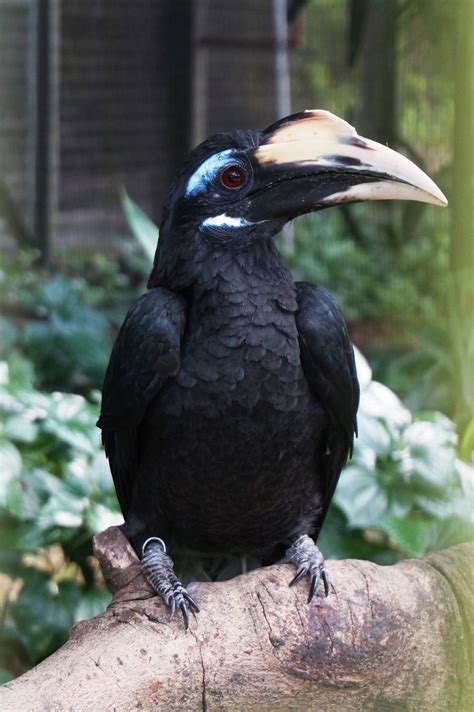 Bushy-Crested Hornbill | Birds @ Jurong Bird Park | Pinterest