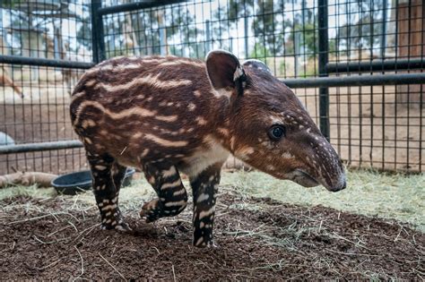 Tapir's - Belize's National Mammal - Belize Budget Suites