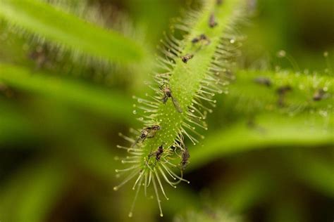 How to Get Rid of Fungus Gnats in Houseplants Naturally