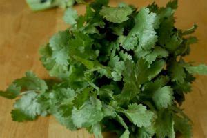 How To Grow Lovage Herb From Seeds– A Valuable Plant For Many Uses – Amaze Vege Garden