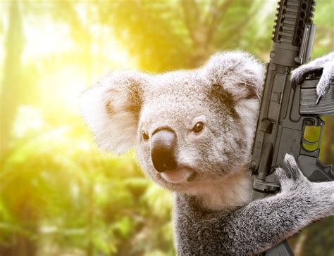 Koala Angry :: Behance