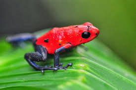 Splendid poison frog or splendid poison-arrow frog (Oophaga speciosa) - Google Search | Dart ...