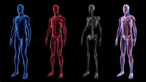 Human Male Anatomy 3D Animation Biology ... | Stock Video | Pond5