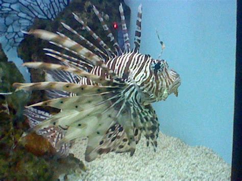 Charming Zebra turkeyfish photo and wallpaper. Cute Charming Zebra turkeyfish pictures