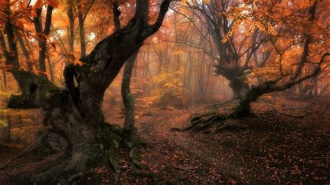 Foggy Autumn Forest - Image Abyss