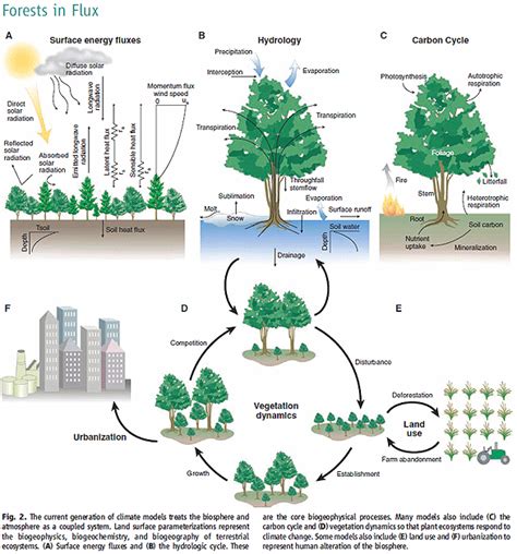 Forest Ecosystem Diagram | Tree house, Tree house designs, Picture tree