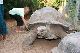 Giant tortoises of the Zanzibar prison island | Africa travel, Asia ...