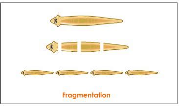 What is the difference between regeneration and fragmentation? | Socratic