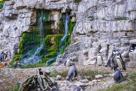 Wildlife in the Munich Zoo stock photo. Image of bavaria - 178330200