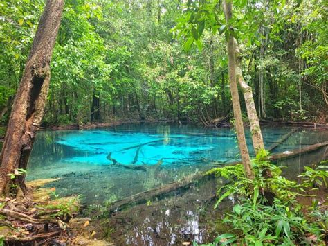 the blue pool is surrounded by trees and plants in the forest, with ...