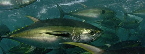 Yellowfin Tuna | Species | WWF