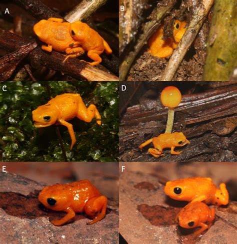 New Species of Poisonous 'Pumpkin' Toadlet Found in Brazil - Nerdist