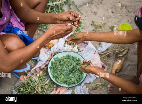 San people, or bushmen preparing food in their village in Botswana ...