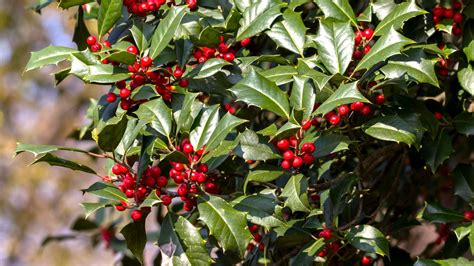 American Holly: A Mystic Icon - Arbor Day Blog