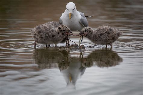 Gull Feeding Chicks -- Birds in photography-on-the.net forums