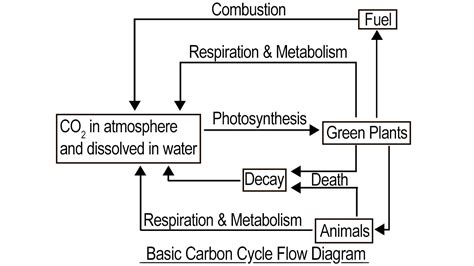 Carbon cycle flow diagram | Carbon cycle, High school science, Science lessons