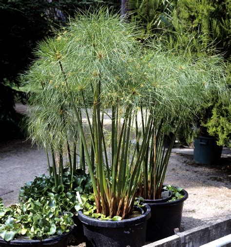 Winter Papyrus Care – Tips For Overwintering Papyrus Plants | Plants ...