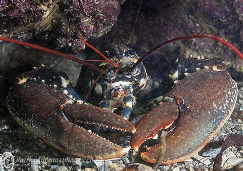 Flickr: The Lobsters in their Natural environment Pool