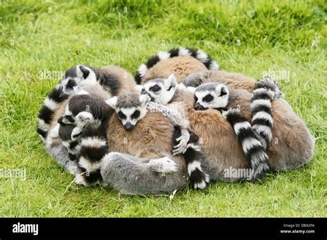 Lemar circle with all 9 lemars cuddled together, asleep Stock Photo - Alamy