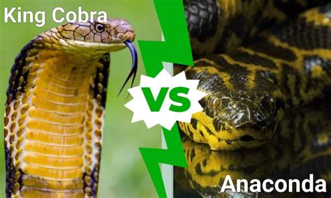 King Cobra vs Anaconda: Who Would Win in a Fight? - A-Z Animals