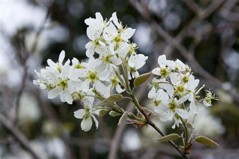 Autumn Brilliance Serviceberry - Pahl's Market - Apple Valley, MN