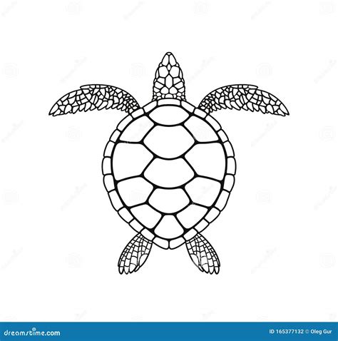 Sea Turtle Outline Stock Illustrations – 2,279 Sea Turtle Outline Stock ...