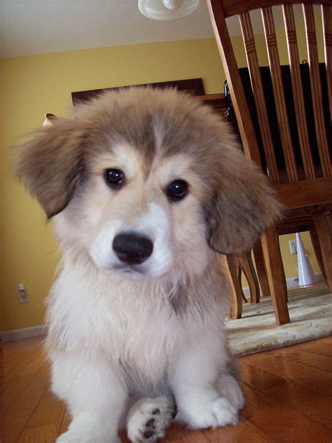 Meet Murphy, a Corgi Great Pyrenees mix Cute Puppies, Dogs And Puppies ...