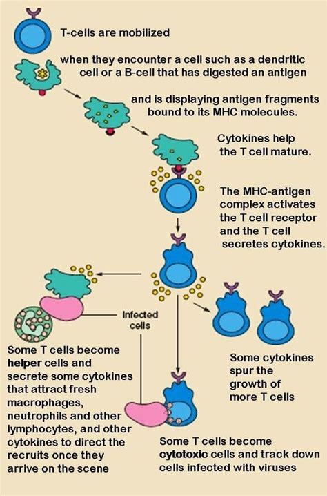 T cell activation Nursing Study, Nursing Notes, Microbiology Study ...