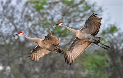 Sandhill Cranes in Florida 2023-2024 - Rove.me