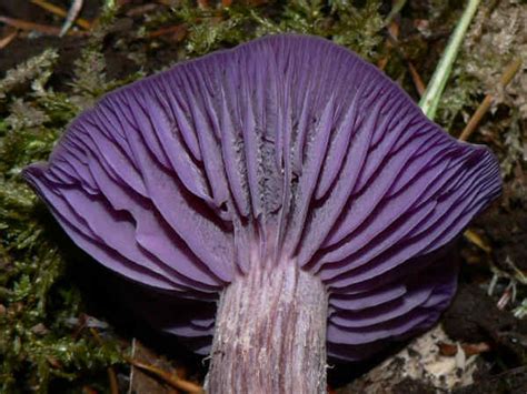 Gilled Mushrooms: Pictures and Identification Help - Green Nature