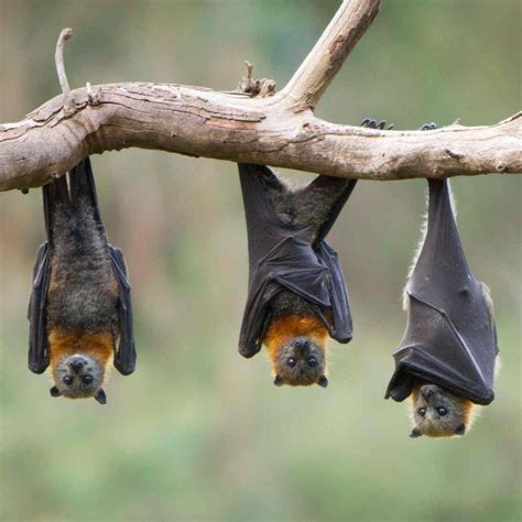 Hanging fruit bats | Weird animals, Mammals, Bat