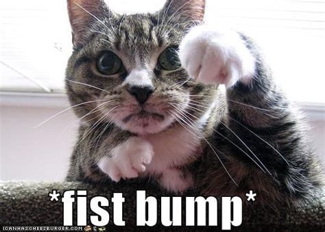 fist bump cat