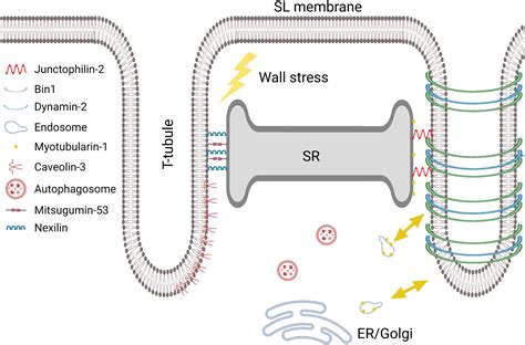 Frontiers | The Physiology and Pathophysiology of T-Tubules in the Heart