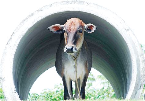 BJP manifesto for Telangana: Cows and other freebies - Telegraph India