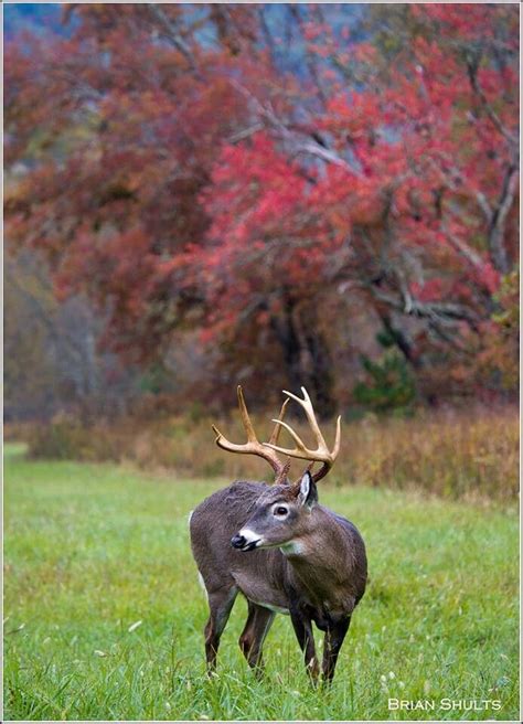 Whitetail Buck | Deer species, Wild animals photos, Animals wild