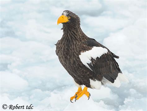 Steller's Sea-Eagle - Species Information