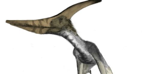 This pterodactyl was so big it couldn't fly, scientist claims