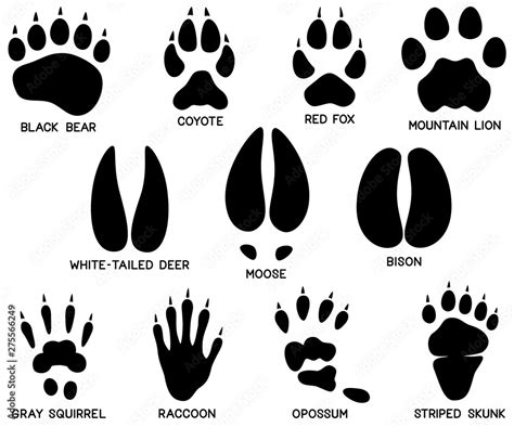 Vector illustration of a variety of eleven black and white North ...