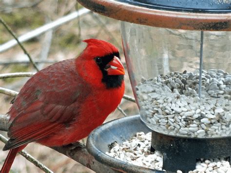 5 Best Bird Seeds for Cardinals: Premium Packed Mixes - Love The Birds