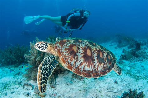 Scuba diving in Alona and Panglao, Bohol | ZuBlu