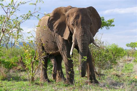 Info Hewan Tumbuhan Prasejarah: Apa perbedaan Gajah Asia dengan Gajah Afrika?