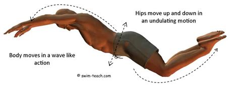 Basic Butterfly Stroke Broken Down and Made Easy