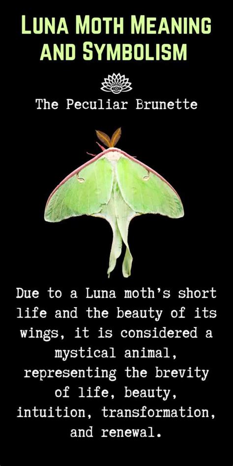 Luna moth symbolism – Artofit