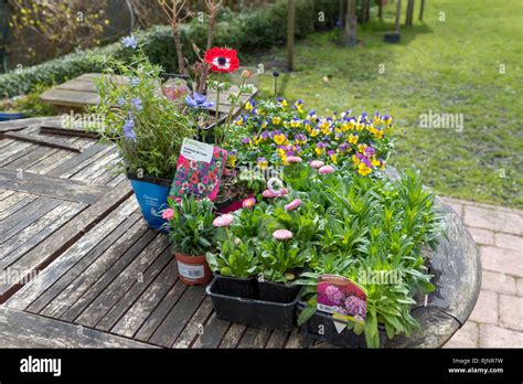 Various plants in pots and buckets before planting, spring, Pas de Calais, France Stock Photo ...