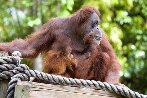 Sumatran Orangutan - Zoo Atlanta