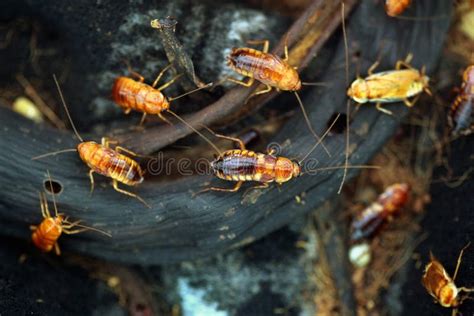 Turkestan Cockroach (Blatta Lateralis), Also Known As the Rusty Stock ...